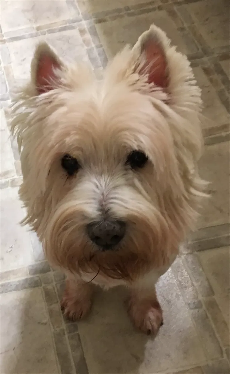 Lost dog in Bluff City, TN, 37618
