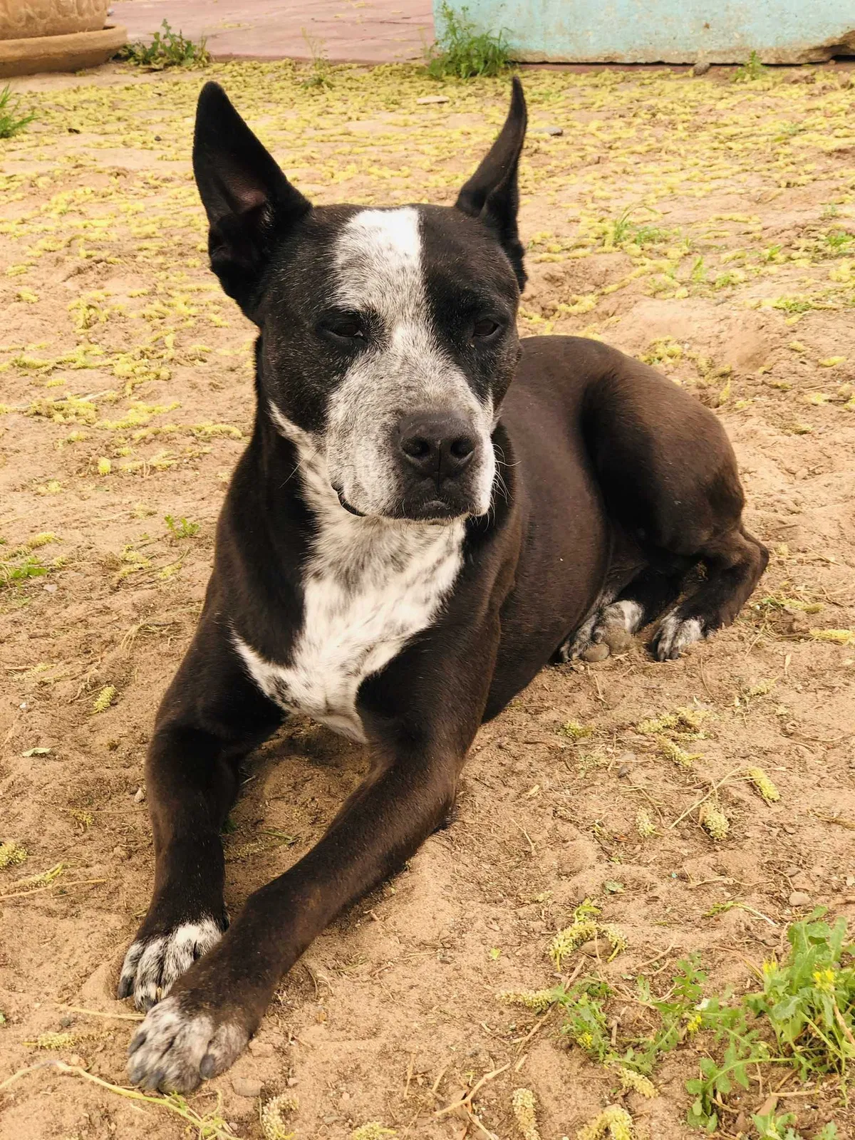 Lost dog in El Paso, TX, 79927