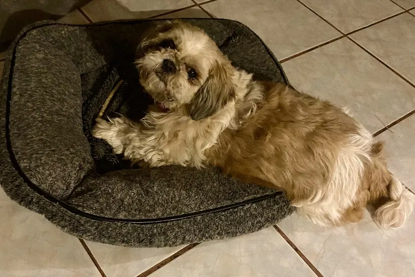 Lost dog in Phoenix, AZ, 85019