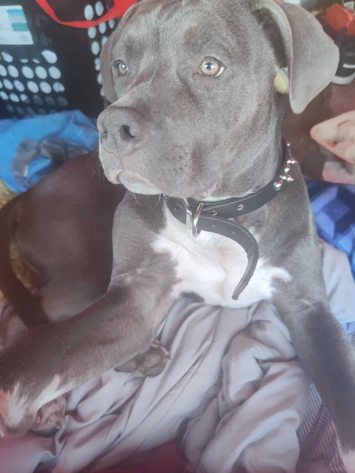 Lost dog in San Francisco, CA, 94107