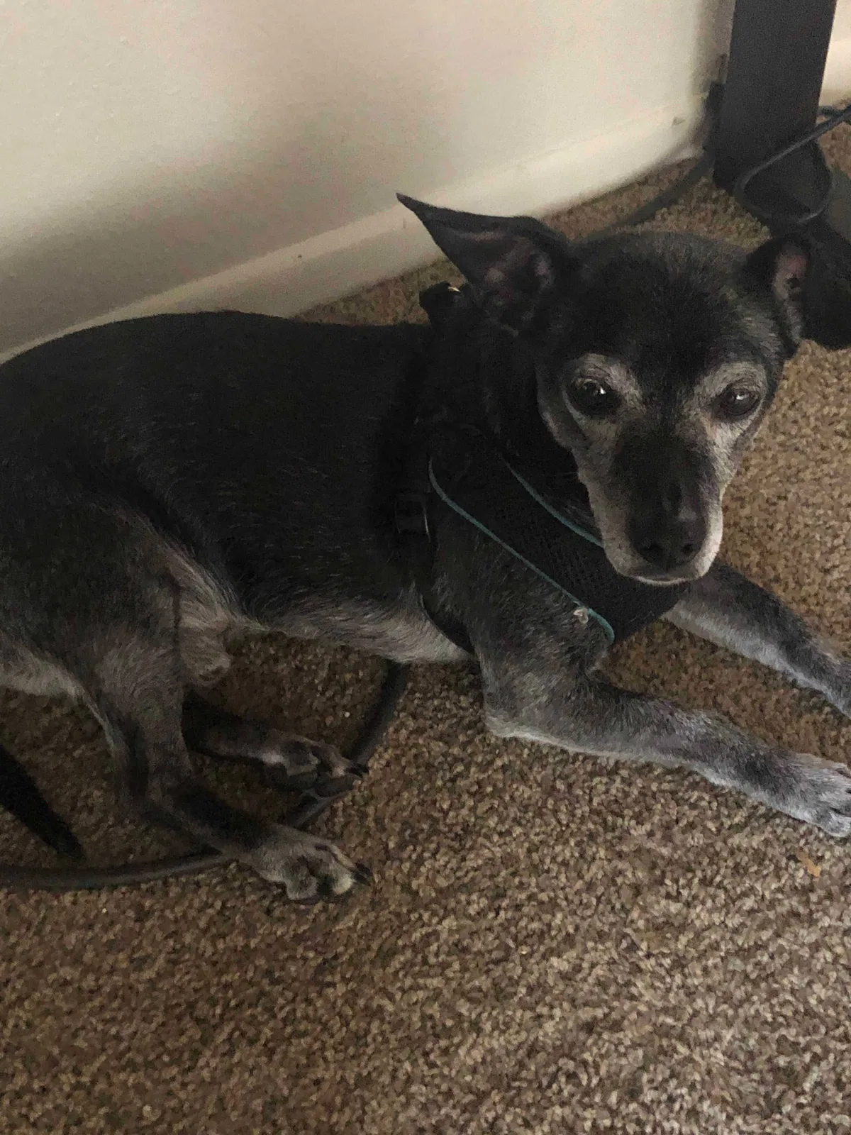 Lost dog in Phoenix, AZ, 85029