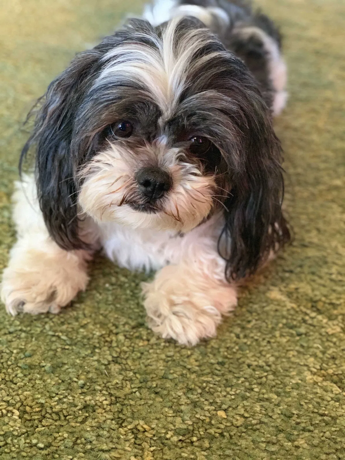 Lost dog in El Paso, TX, 79927
