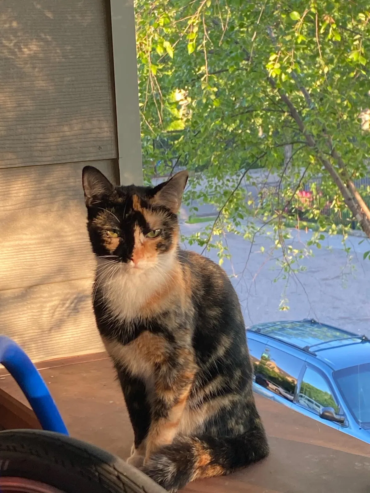 Lost cat in Minneapolis, MN, 55404