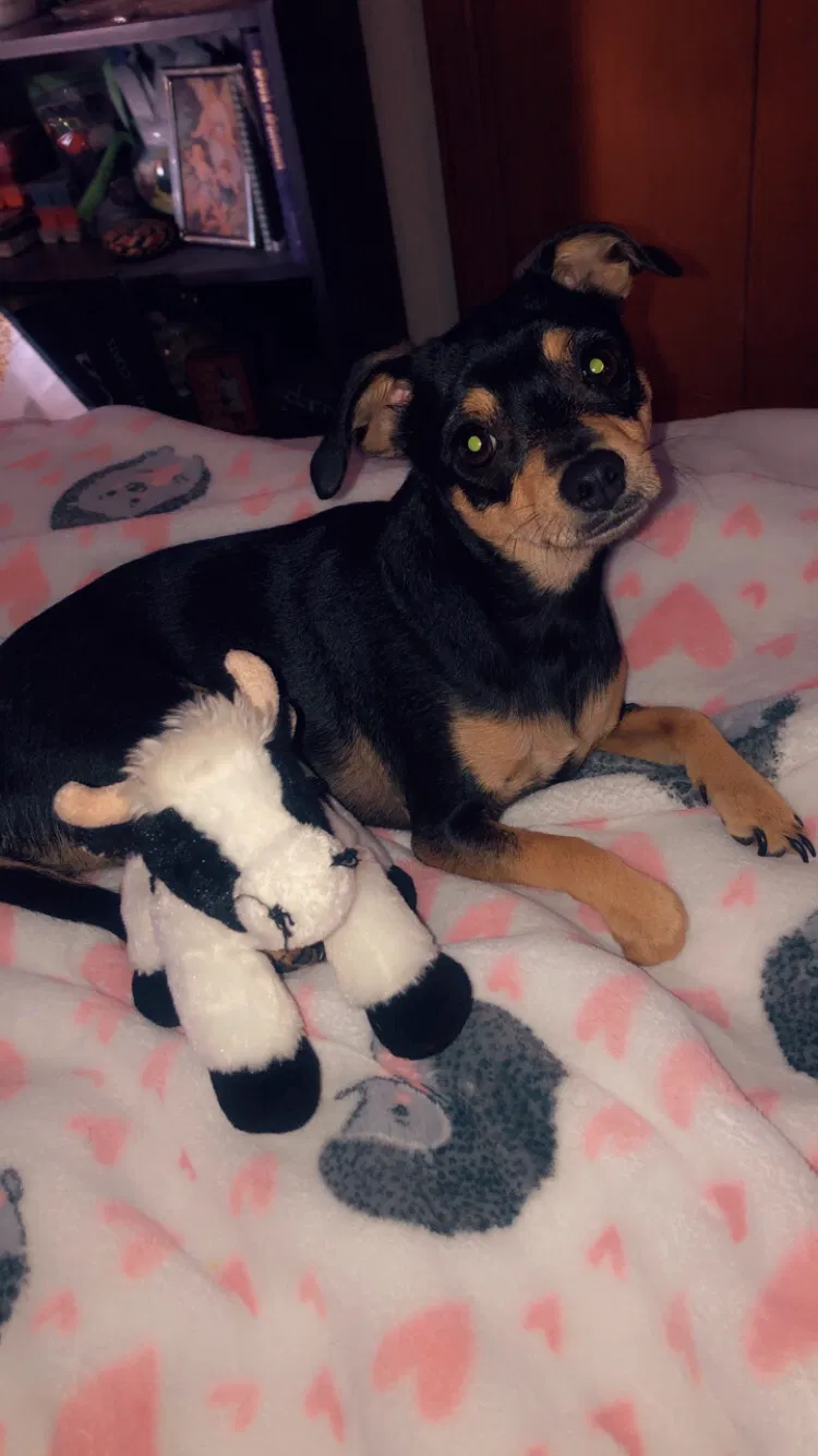 Lost dog in Las Cruces, NM, 88012