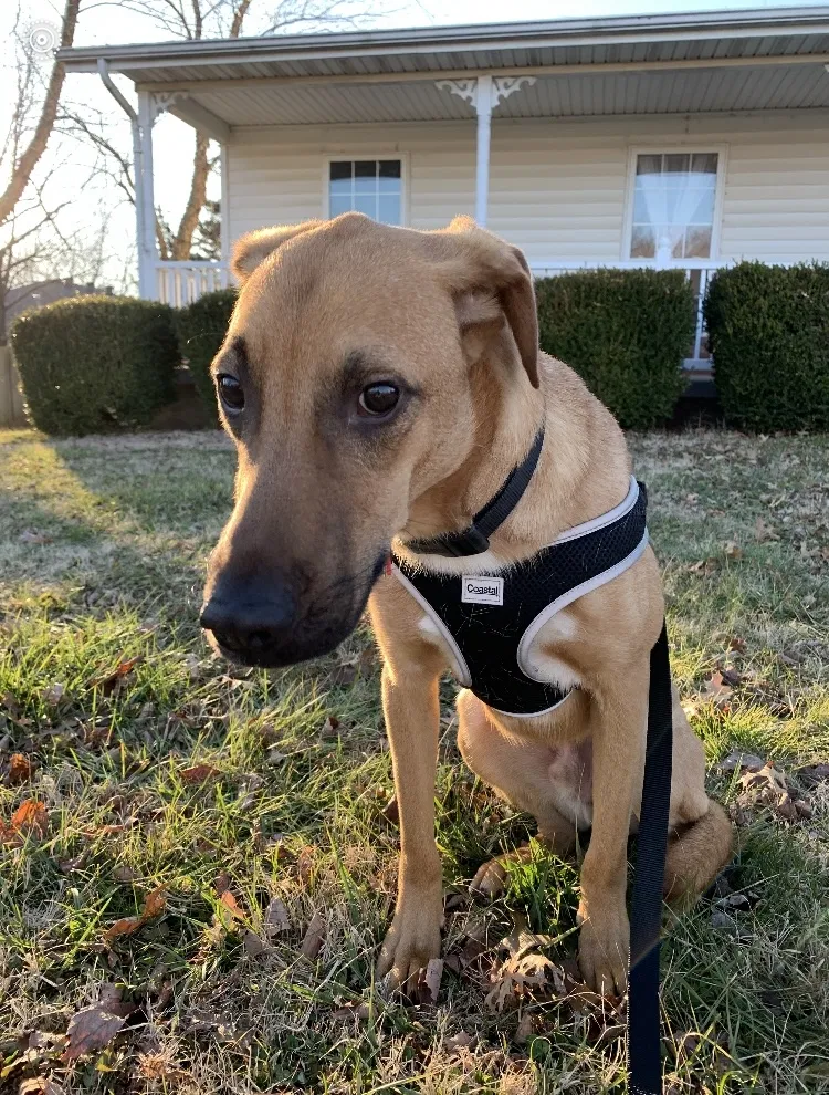 Lost dog in Pittsburg, KS, 66762