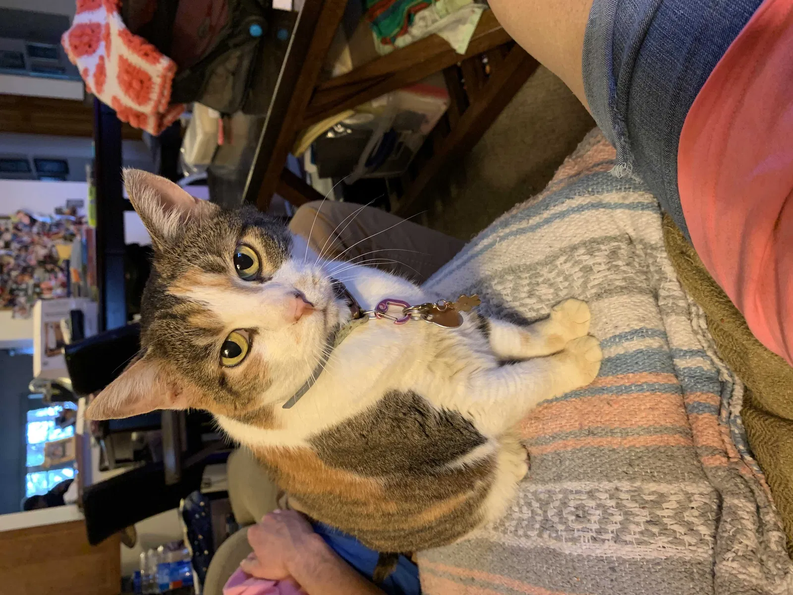 Found cat in Fort Lauderdale, FL, 33351