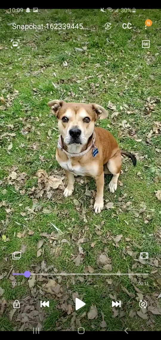 Lost dog in Pittsburgh, PA, 15208