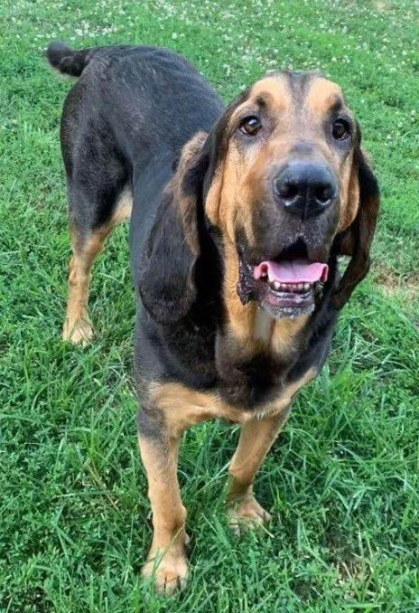 Lost dog in Bargersville, IN, 46106