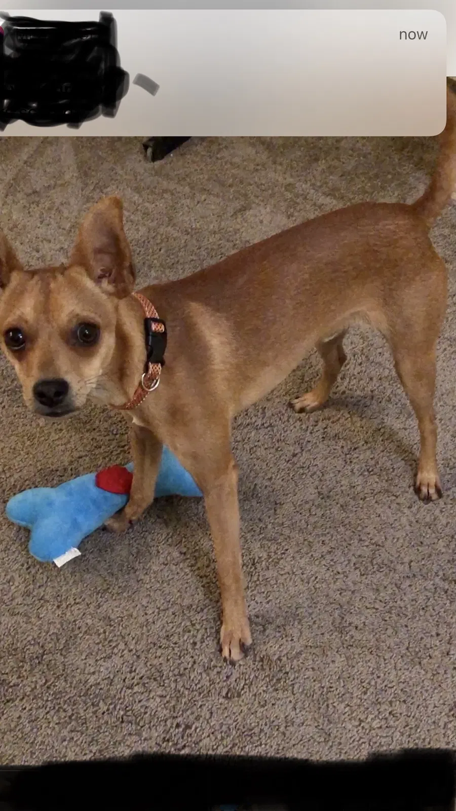 Lost dog in Lubbock, TX, 79416