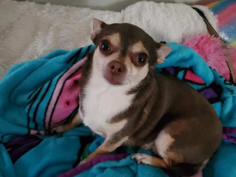 Lost dog in Charlotte, NC, 28269