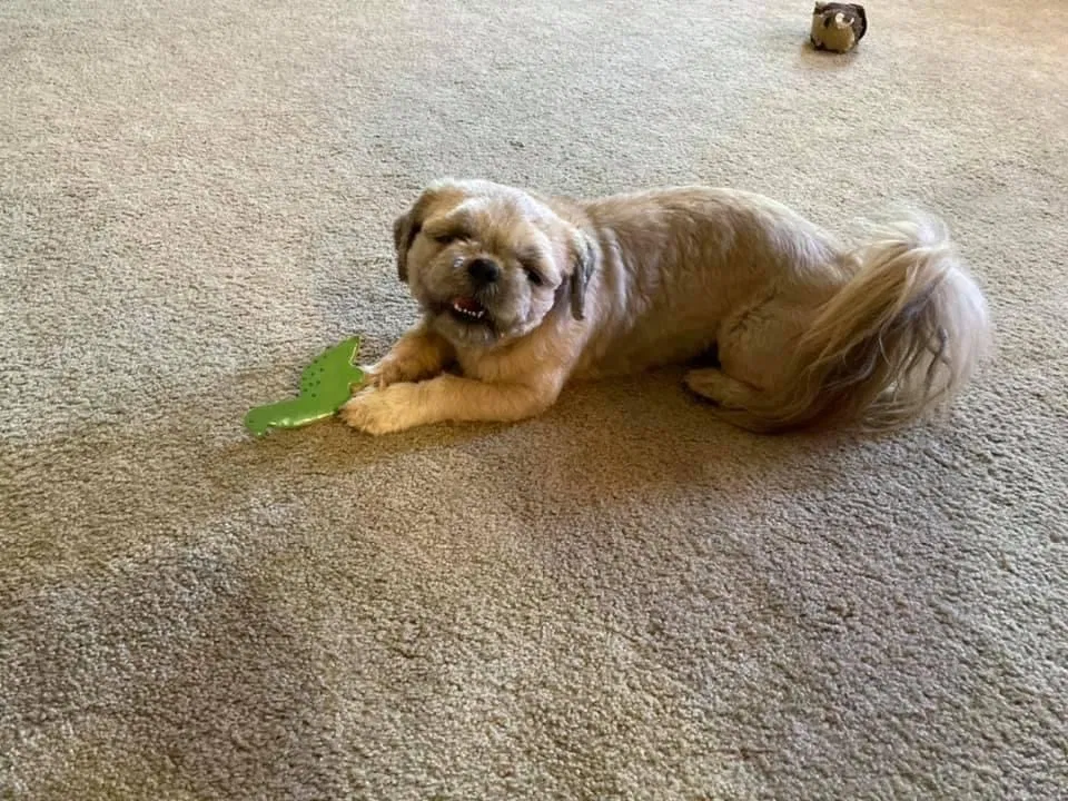 Lost dog in Fruita, CO, 81521