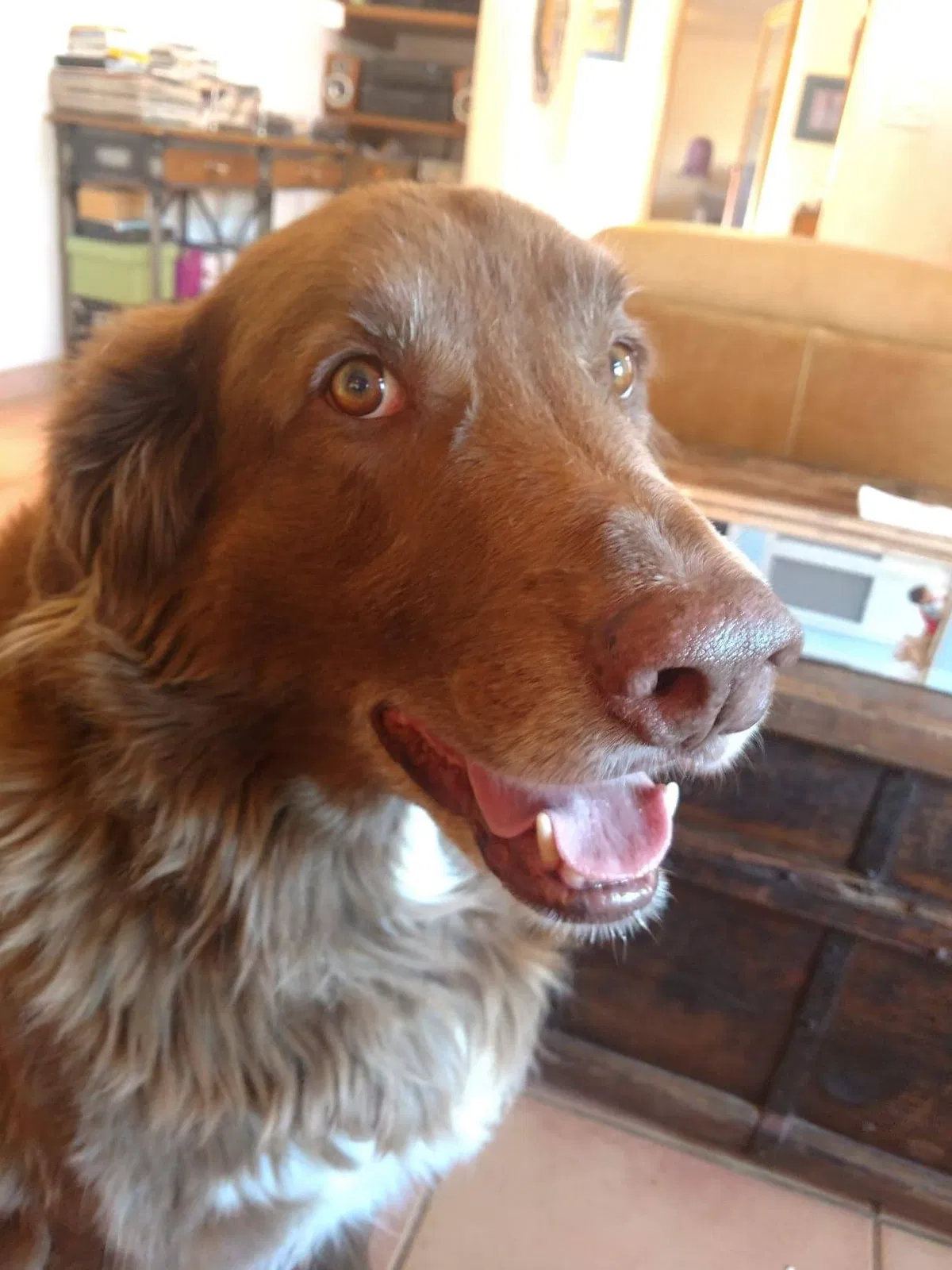 Lost dog in Santa Fe, NM, 87507