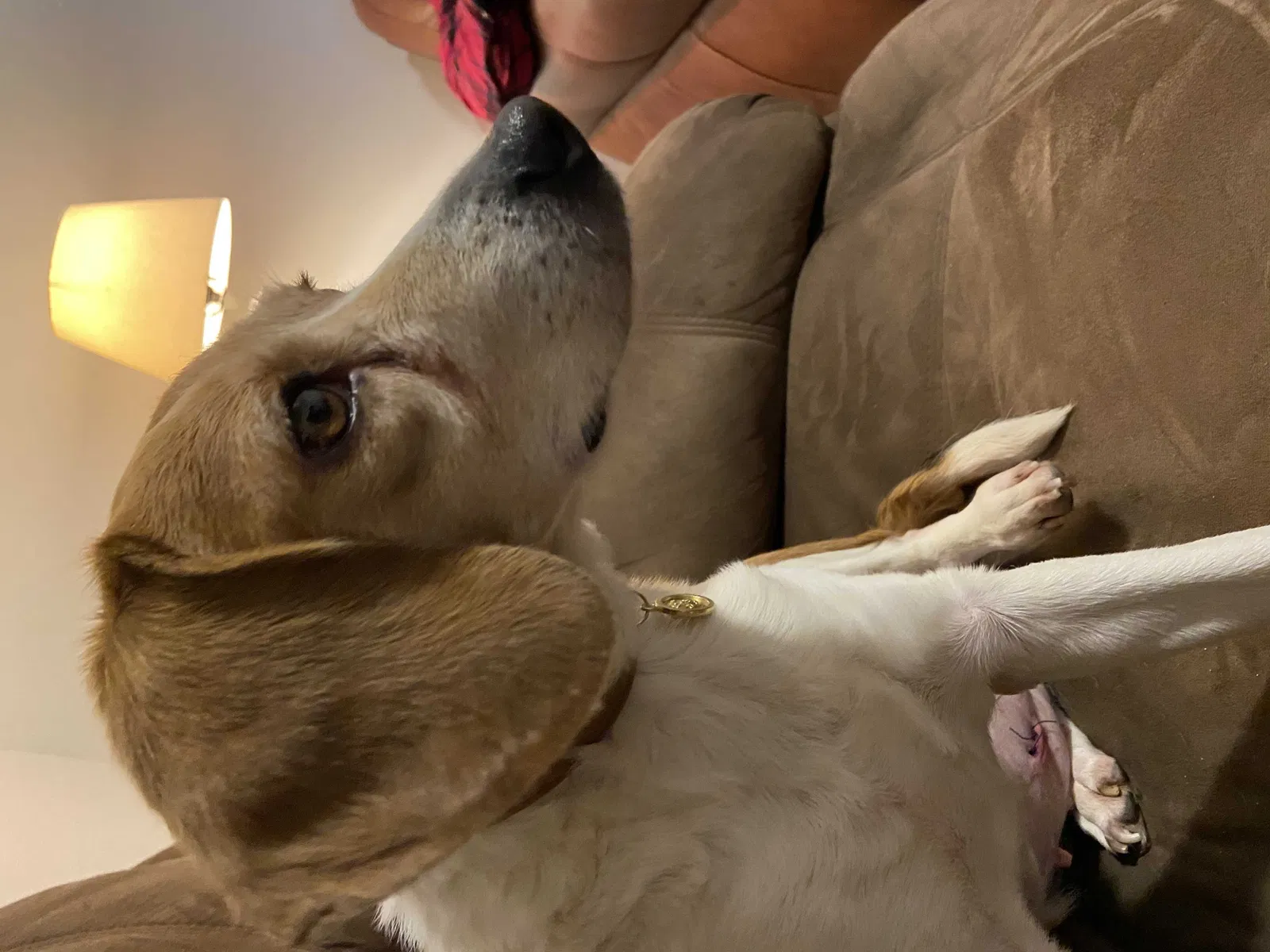 Lost dog in Erie, PA, 16504