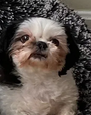 Lost dog in Lutherville Timonium, MD, 21093
