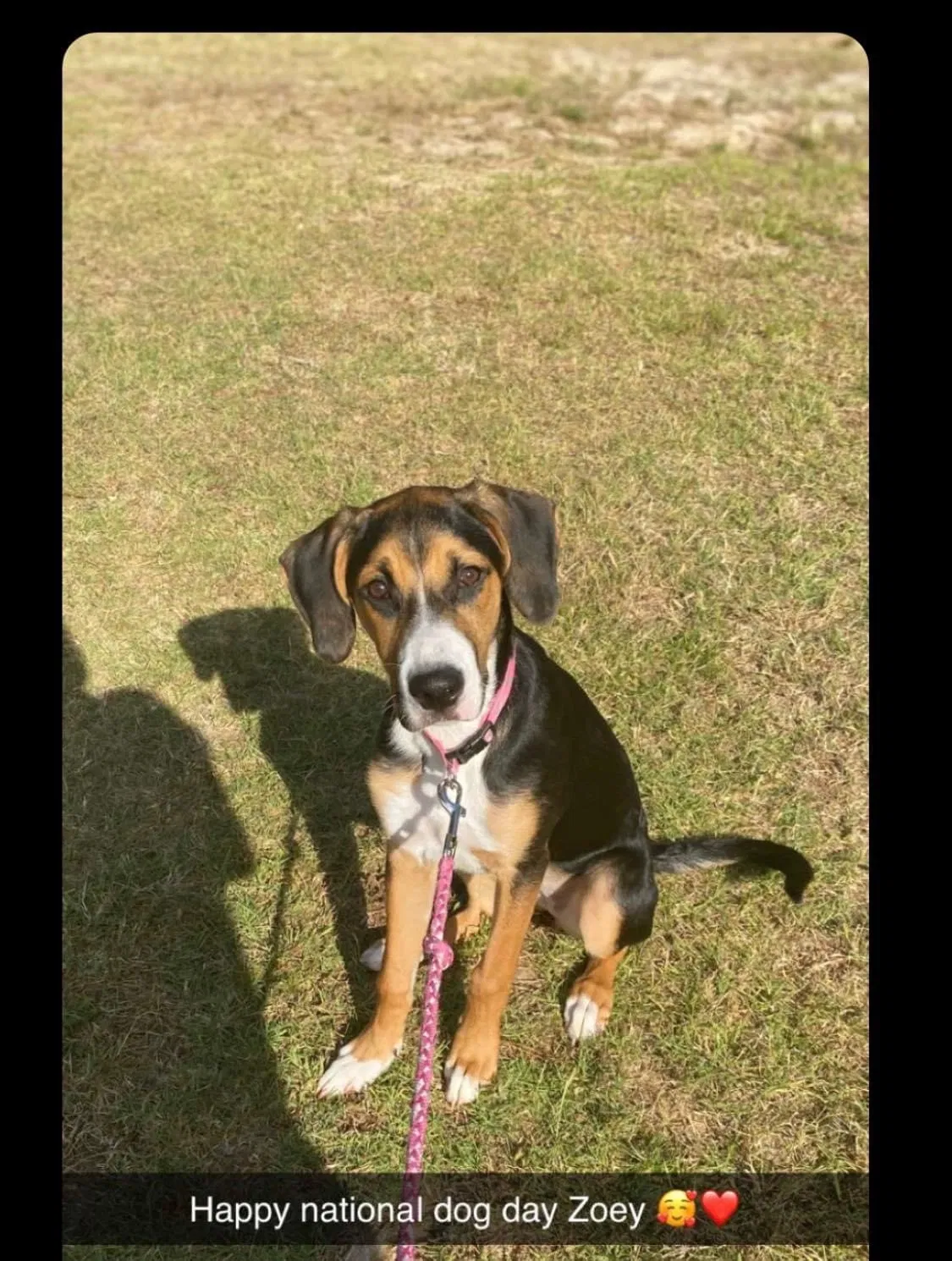 Lost dog in Albany, GA, 31721