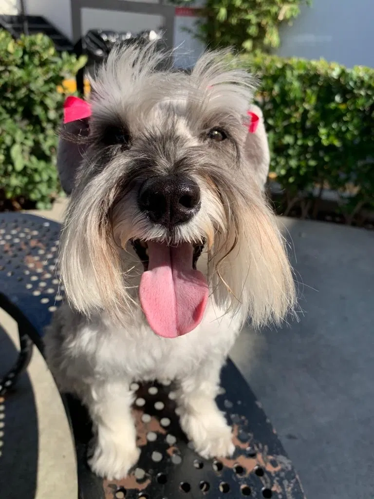 Lost dog in San Diego, CA, 92154