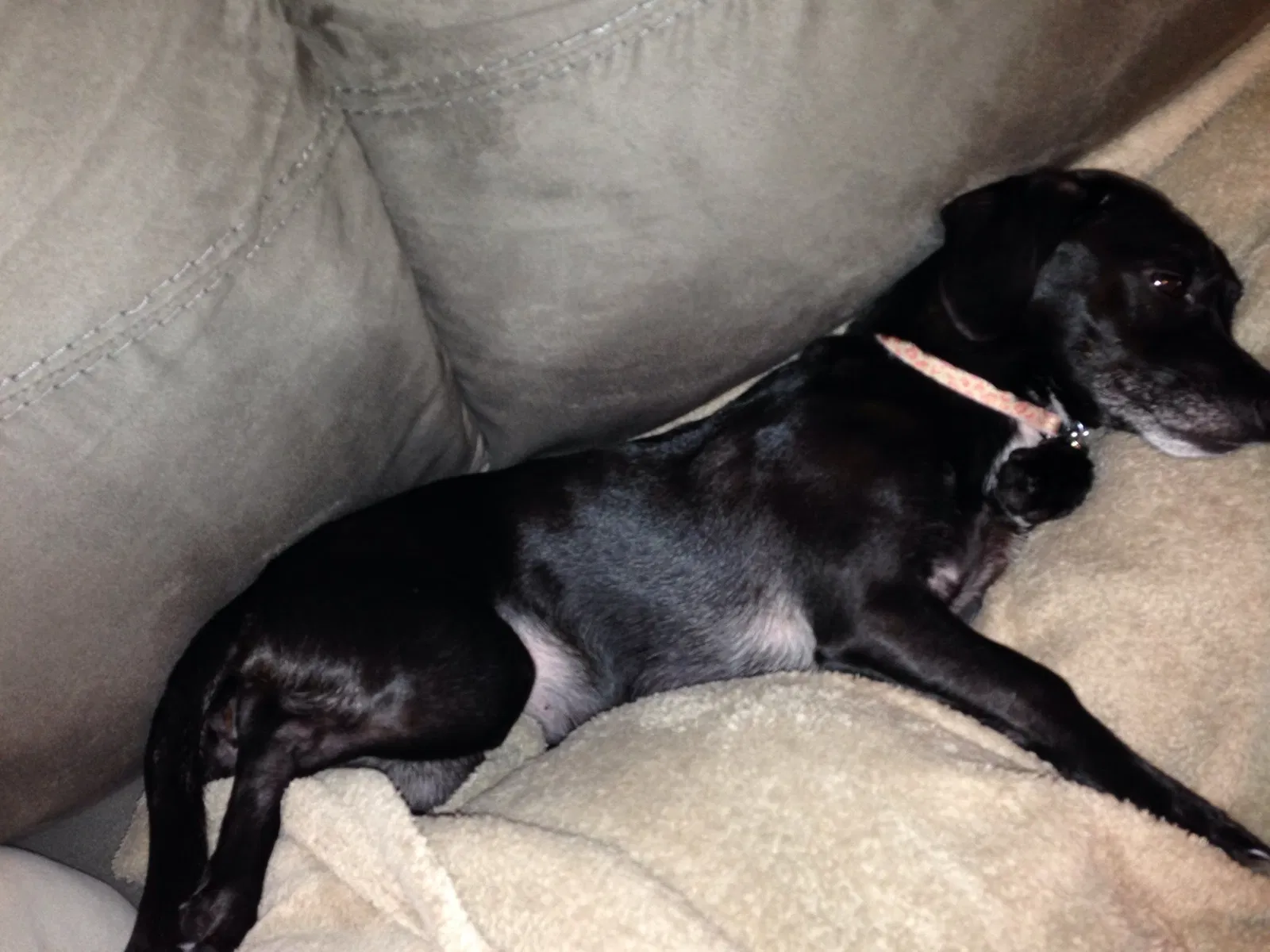 Lost dog in Odessa, TX, 79762