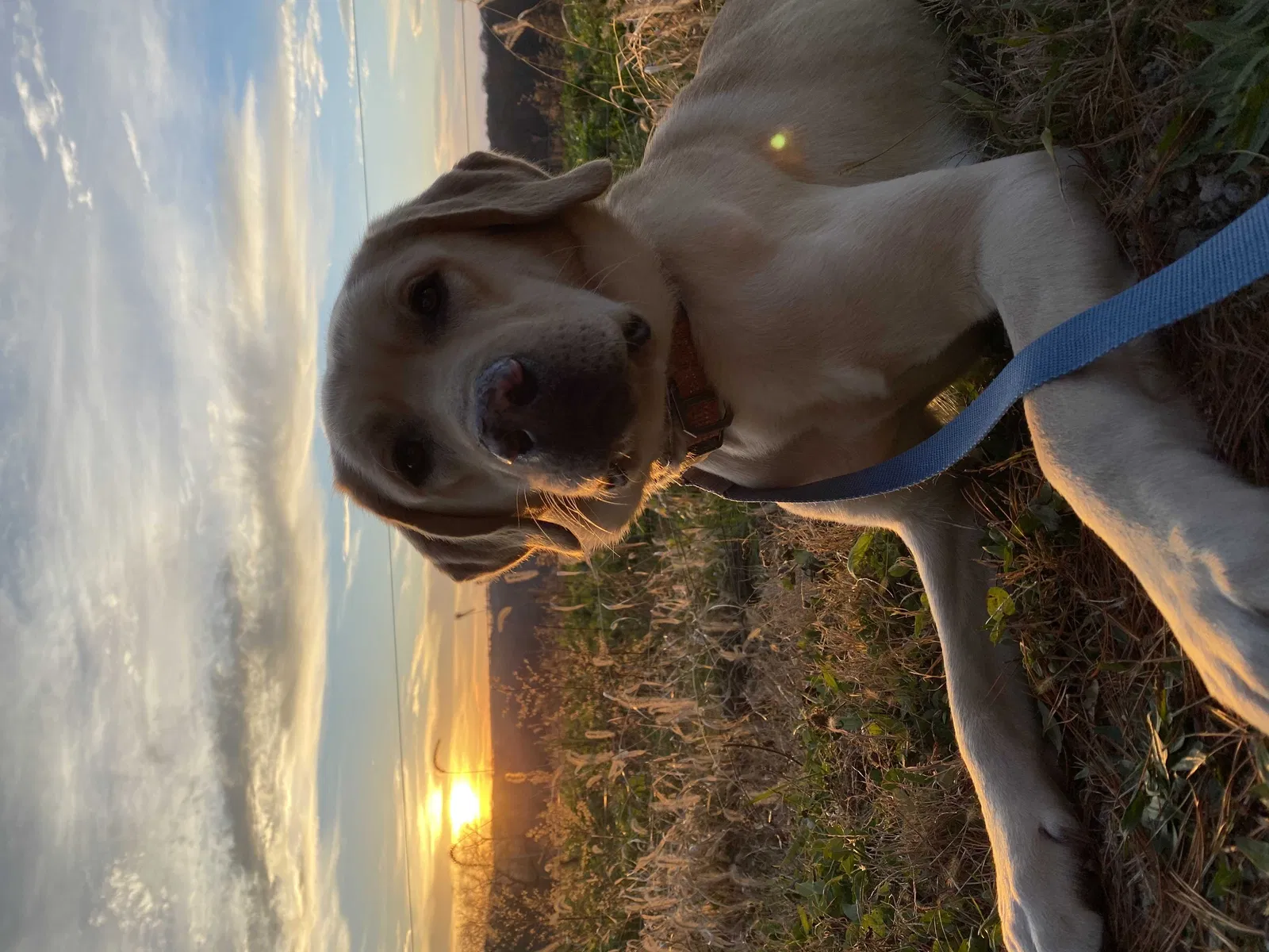 Lost dog in Enon Valley, PA, 16120