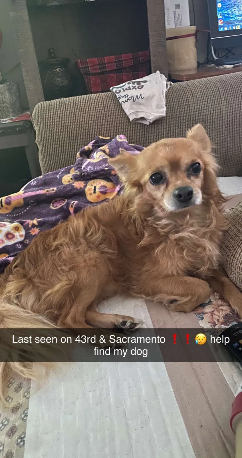Lost dog in Chicago, IL, 60632