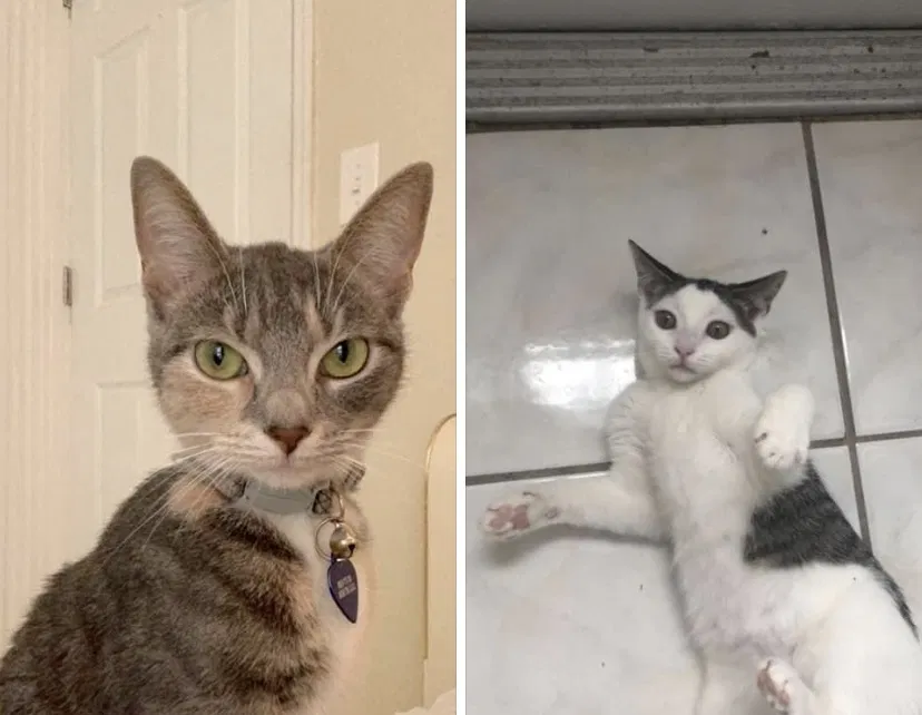 Lost cat in Kissimmee, FL, 34746