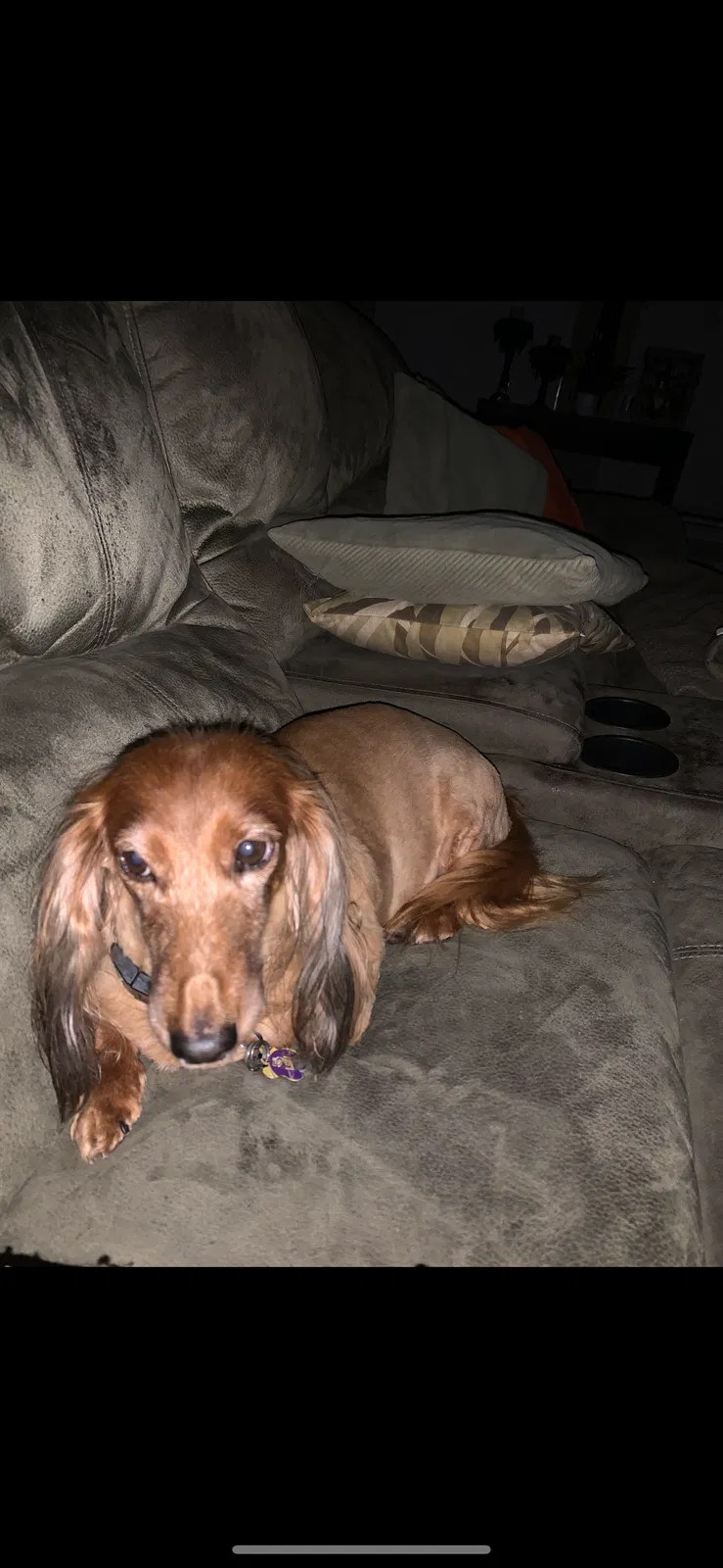 Lost dog in Shreveport, LA, 71106