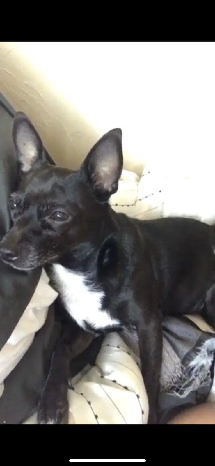 Lost dog in West Palm Beach, FL, 33411