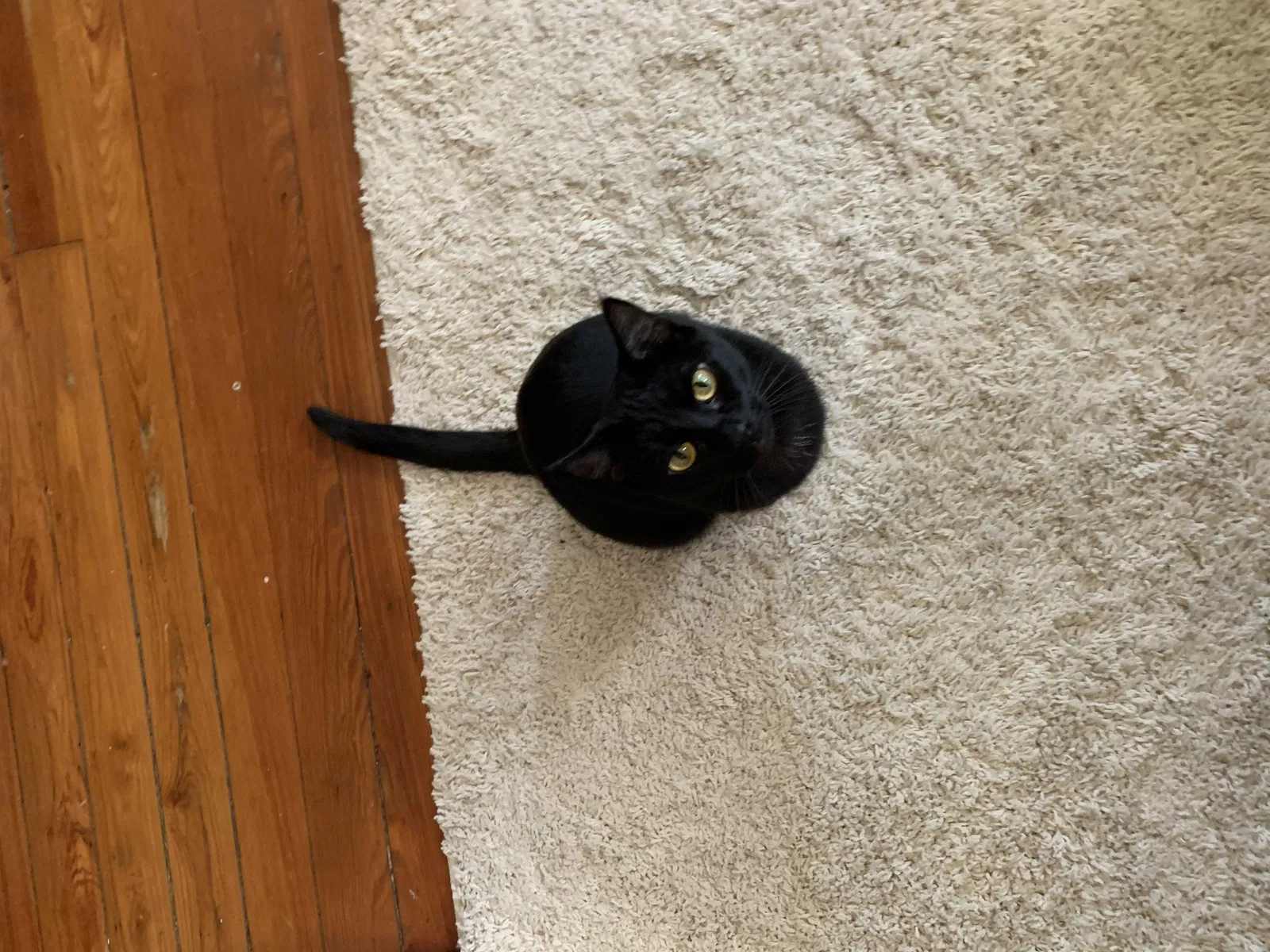 Lost cat in Charleston, SC, 29403
