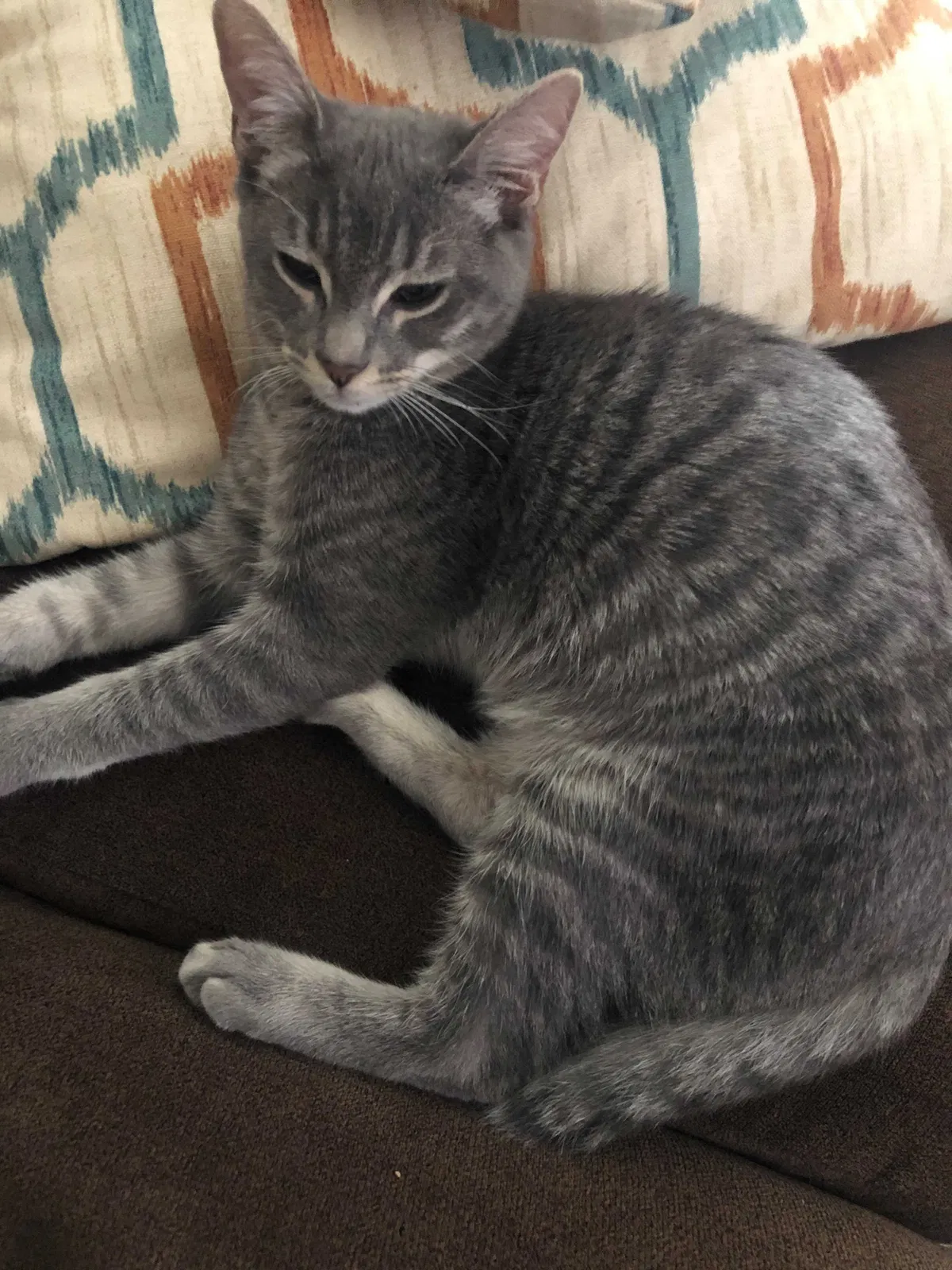 Lost cat in Costa Mesa, CA, 92627