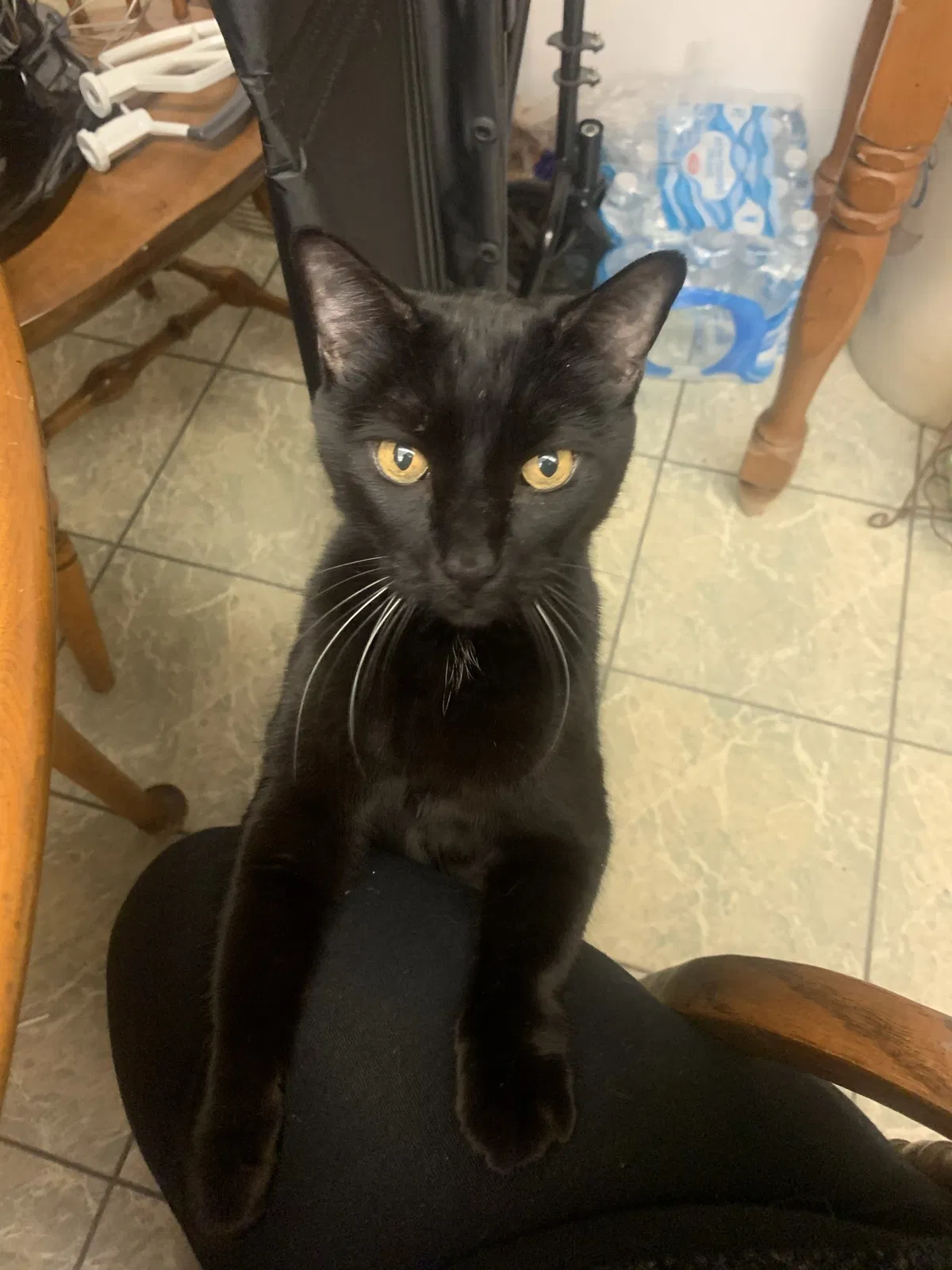 Lost cat in San Diego, CA, 92115