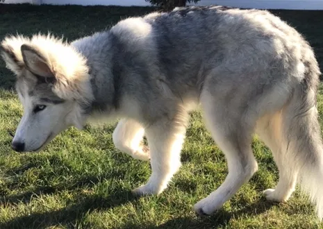 Lost dog in Grandville, MI, 49418