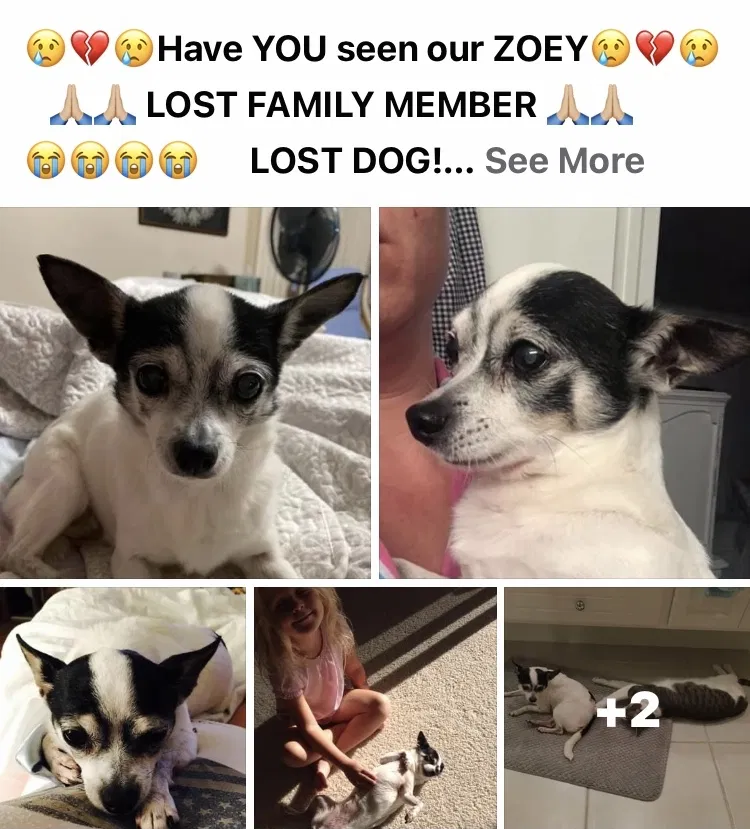 Lost dog in Kissimmee, FL, 34743
