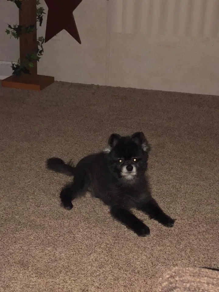 Lost dog in Masontown, PA, 15461