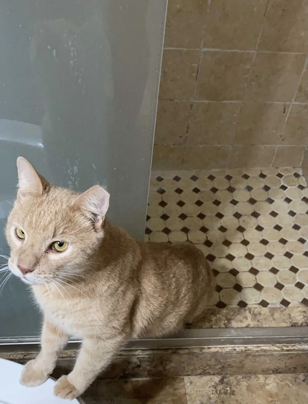 Lost cat in Fort Lauderdale, FL, 33317