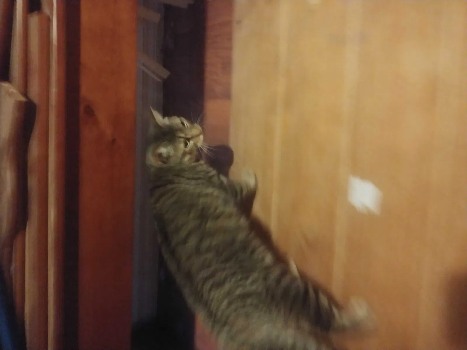 Lost cat in Mesa, AZ, 85207