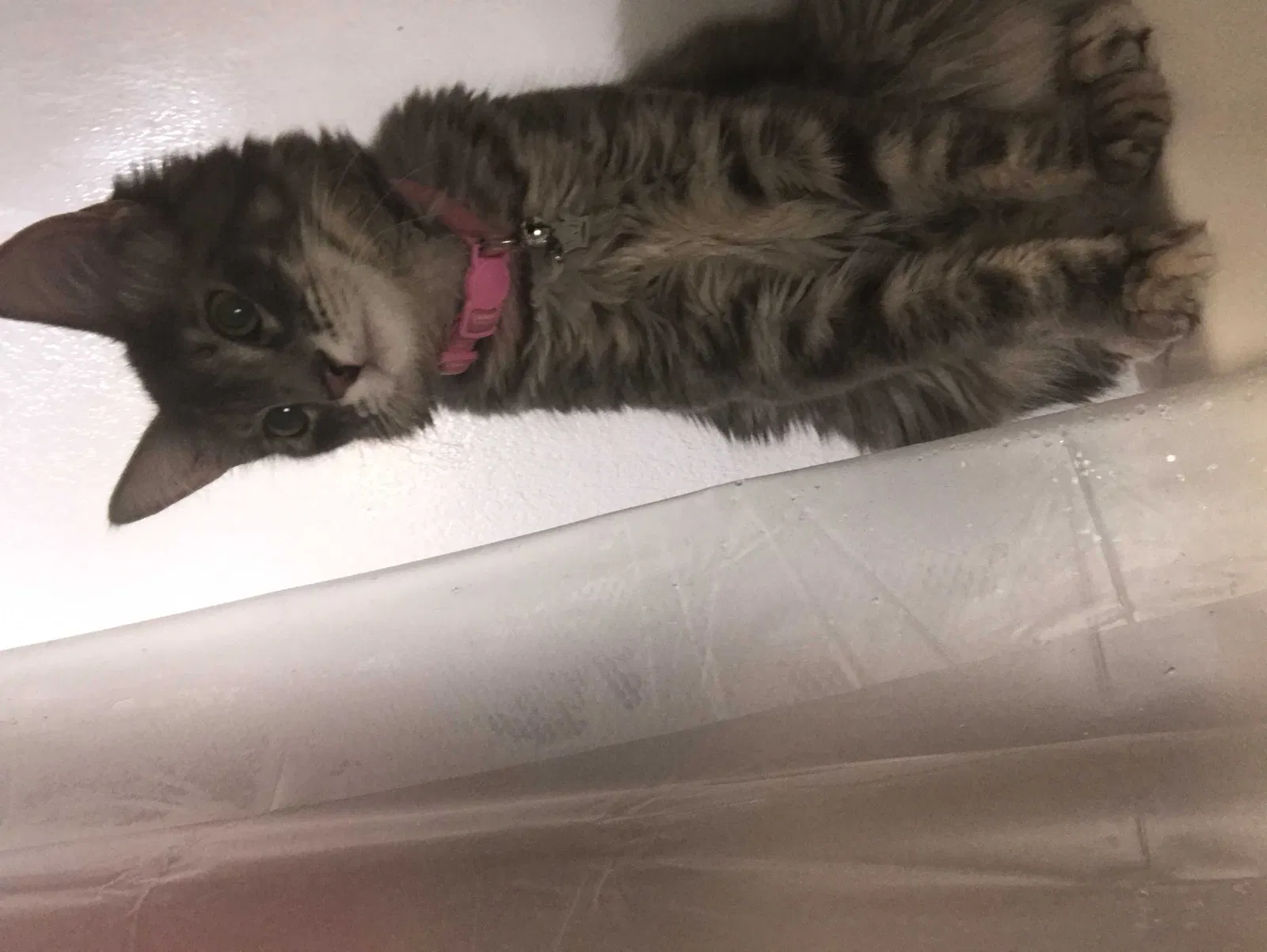 Lost cat in North Las Vegas, NV, 89030