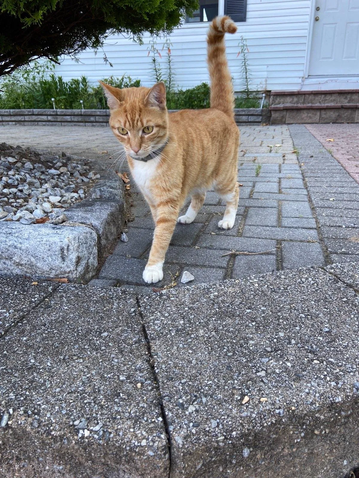 Lost cat in Keansburg, NJ, 7734