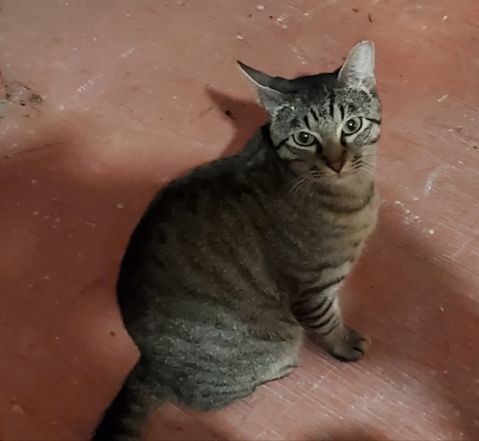 Lost cat in San Antonio, TX, 78212