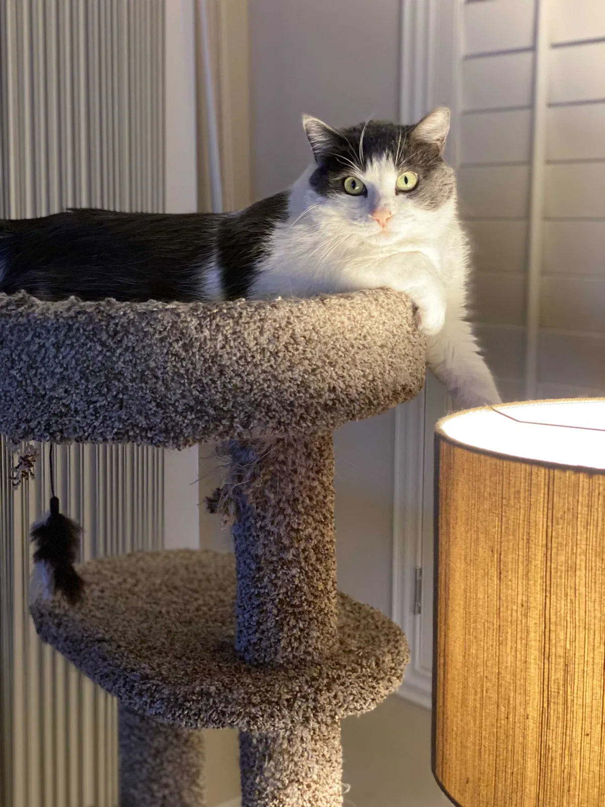 Lost cat in Phoenix, AZ, 85044