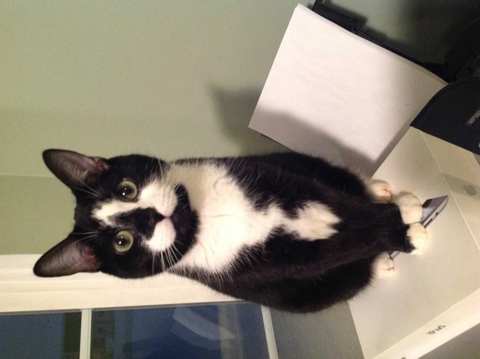 Lost cat in Orchard Park, NY, 14127