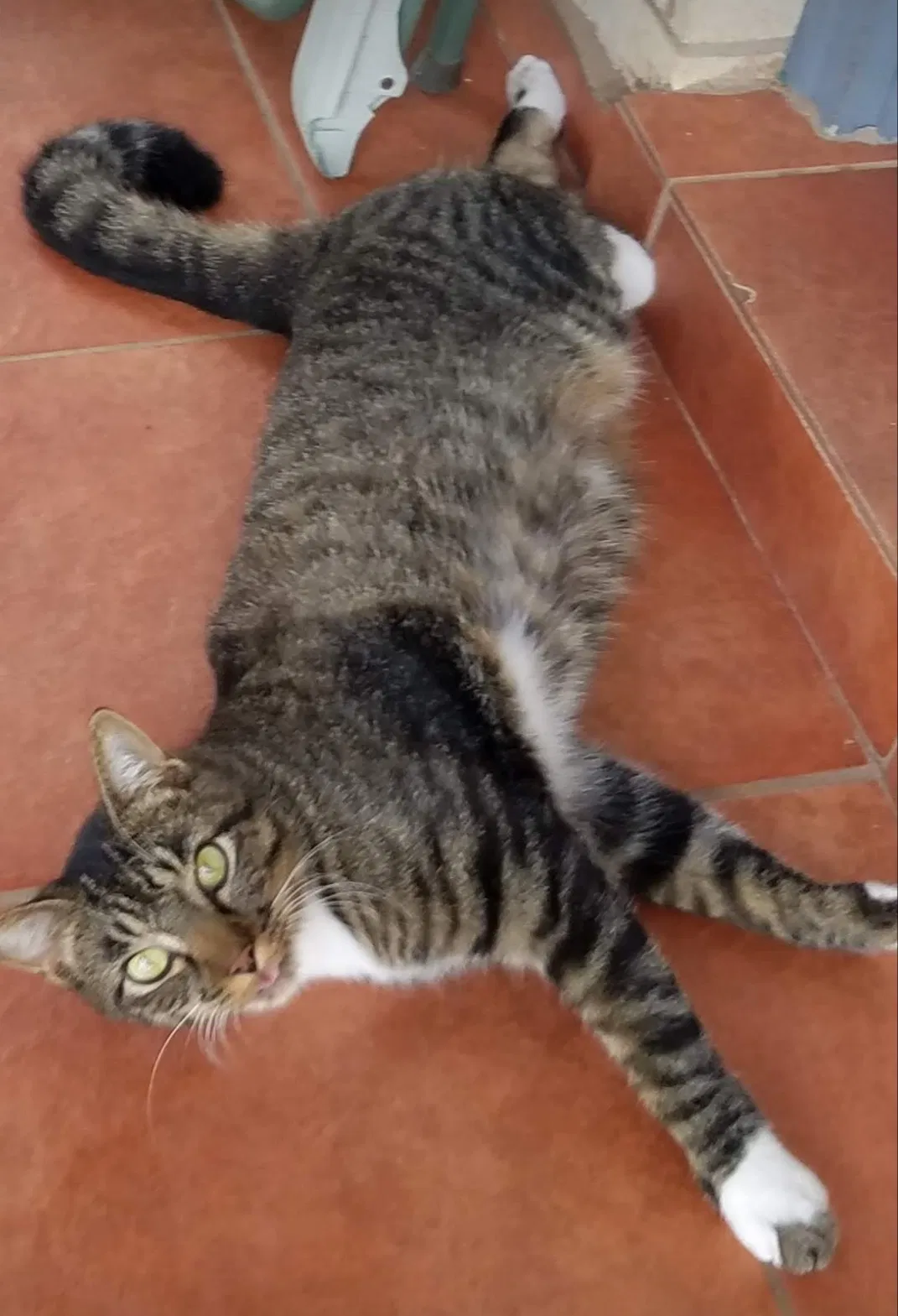 Lost cat in Penitas, TX, 78576