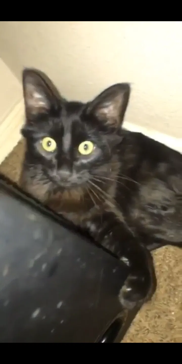 Lost cat in El Paso, TX, 79924