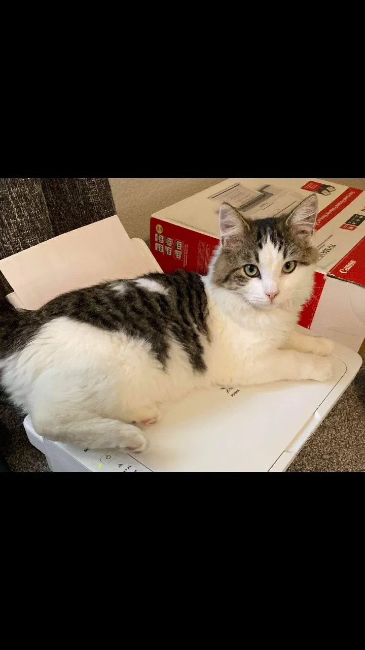 Lost cat in Clovis, CA, 93611