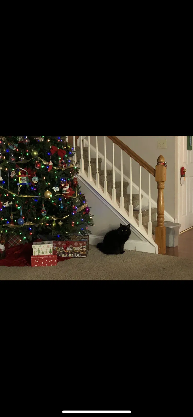 Lost cat in Birdsboro, PA, 19508