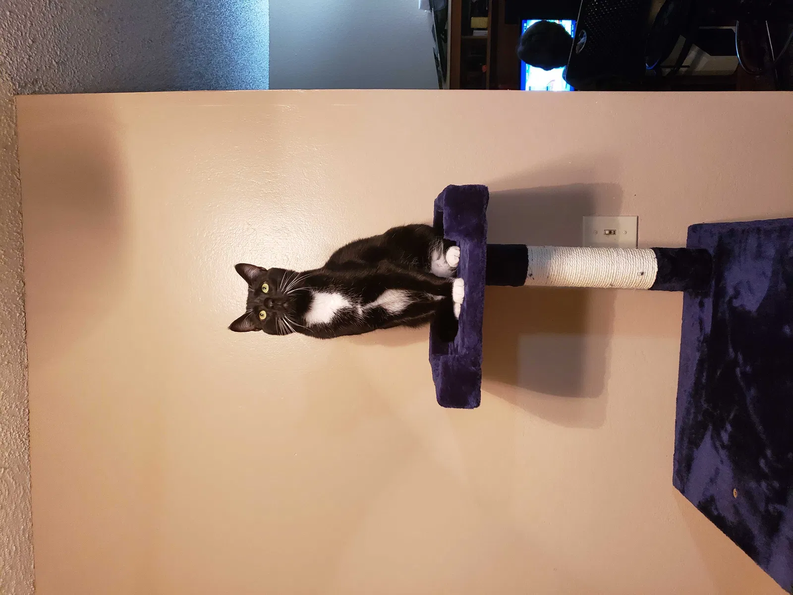 Lost cat in Wichita, KS, 67207