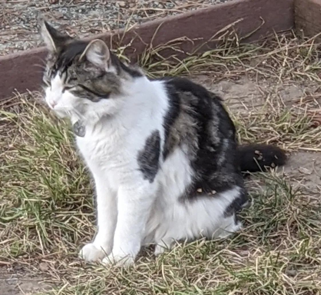 Lost cat in Oakland, CA, 94621