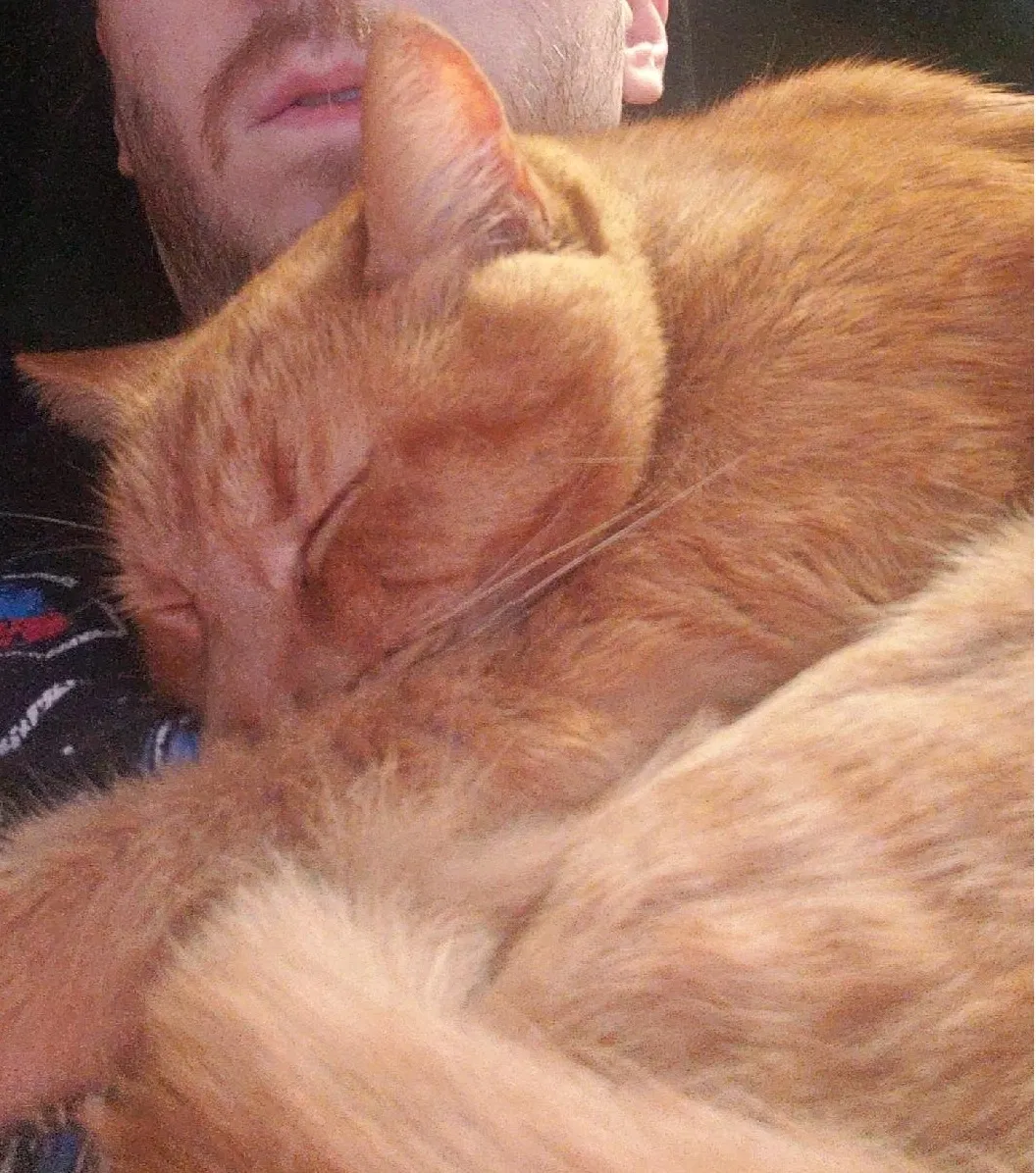 Lost cat in Cumming, GA, 30040