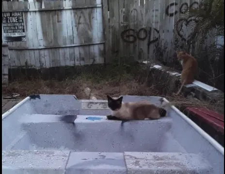 Lost cat in Clermont, FL, 34713