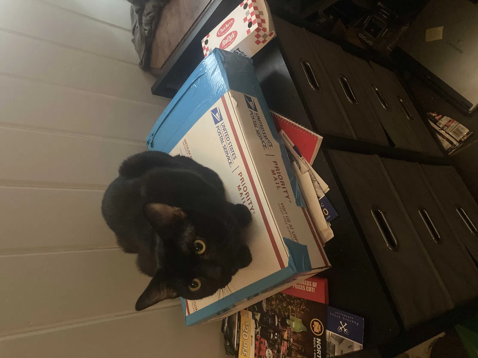 Lost cat in Tampa, FL, 33617