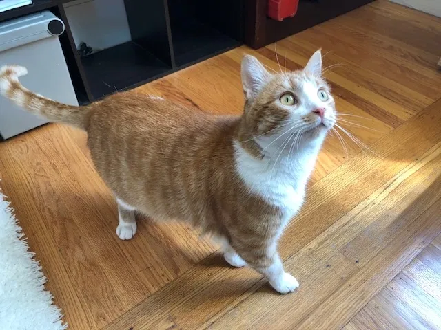 Lost cat in San Francisco, CA, 94131