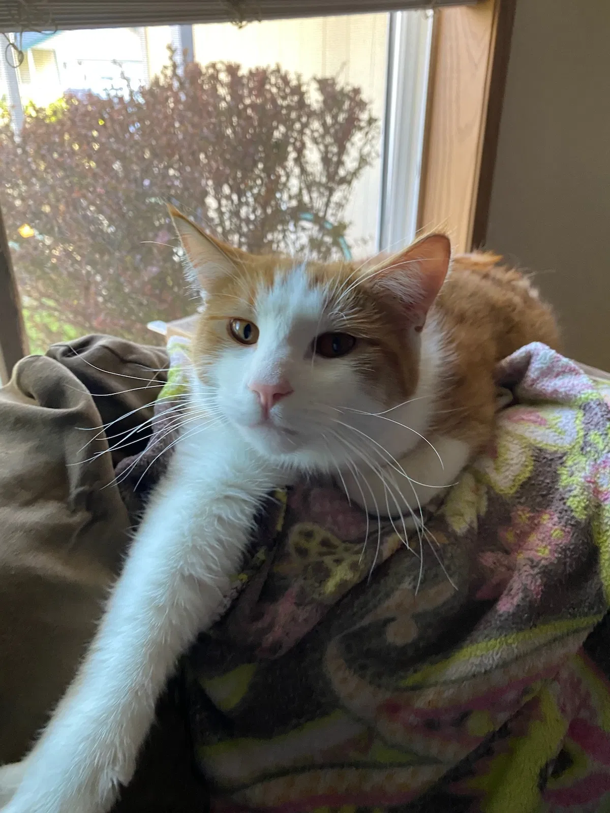 Lost cat in Vancouver, WA, 98684
